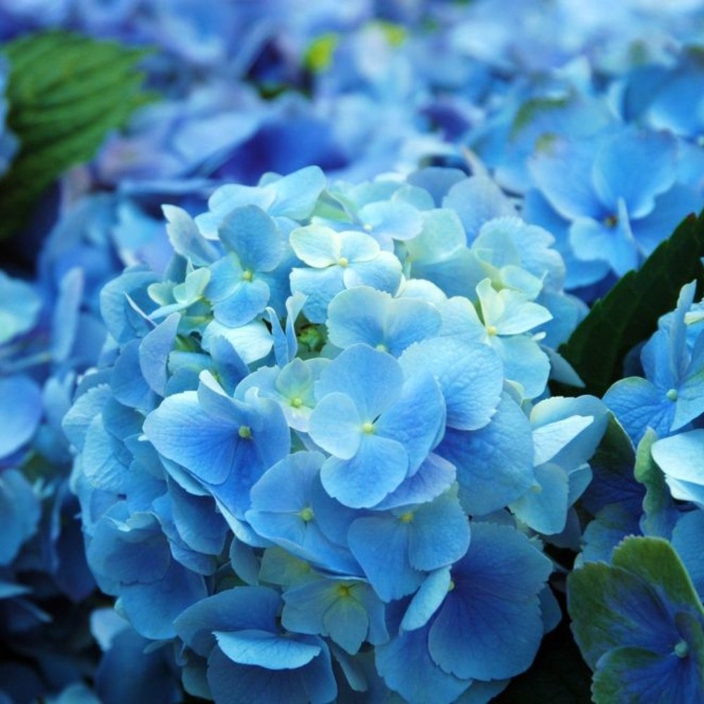 Meet your Posher, Jean